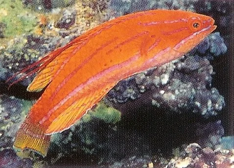 Yellowfin Flasher Wrasse.webp