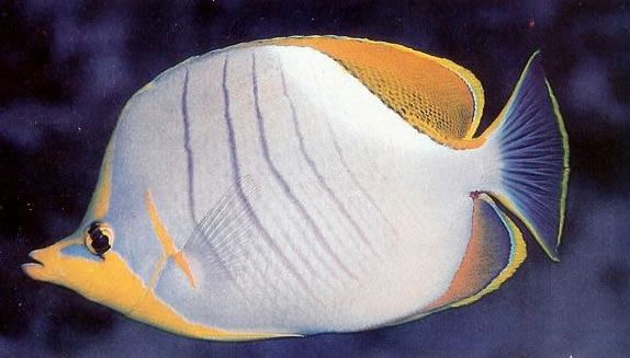 Yellowhead butterflyfish.jpg