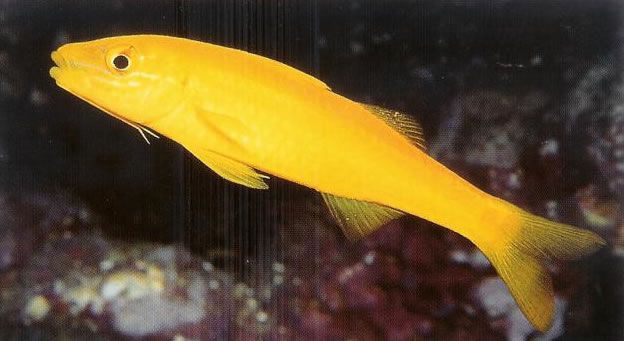 Yellowsaddle goatfish.jpg