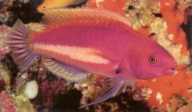 Yellowstreaked Fairy wrasse.webp