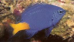 Yellowtail Blue Damselfish.jpg
