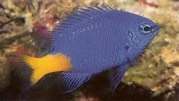 Yellowtail Blue Damselfish.webp