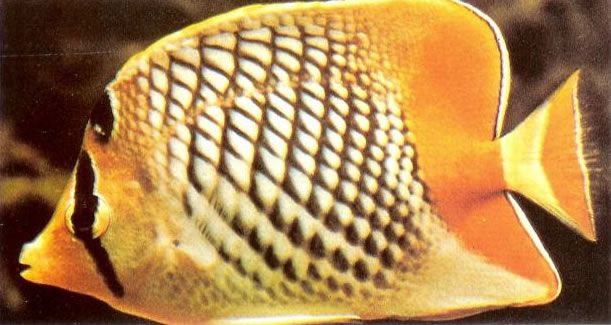 Yellowtail butterflyfish.jpg