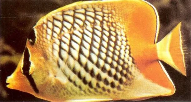 Yellowtail butterflyfish.webp