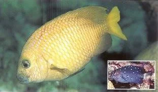 Yellowtail Damselfish.webp