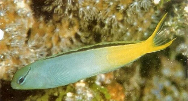 Yellowtail fang blenny.webp