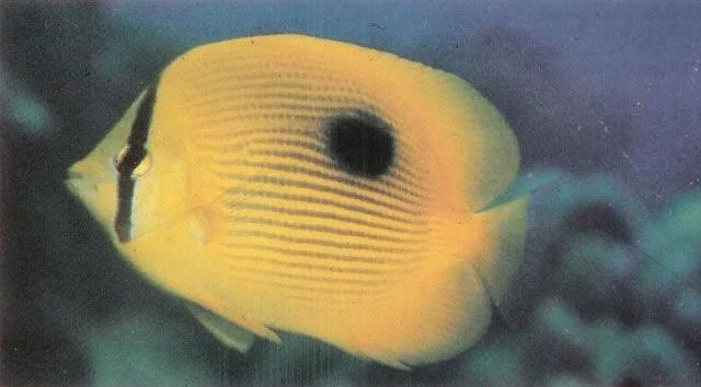 Zanzibar butterflyfish.webp