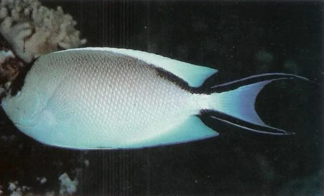 Zebra Angelfish Female.webp