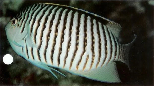 Zebra Angelfish Male.webp