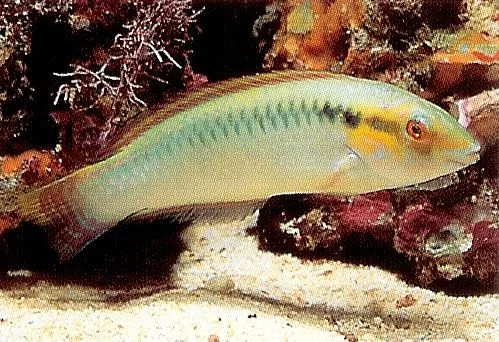 Zigzag Wrasse.webp