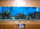 Whole Tank.webp