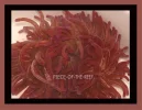 anemone--lt--with-red-backg-1[1].webp