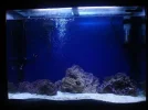 s aquarium 2-1234647457.webp