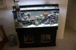 Fish Tank Pix 2.webp