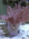 CORAL1111.webp