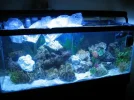 aquarium1.webp