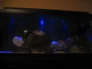 aquarium7.webp