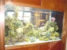 ⁬fish tank.webp