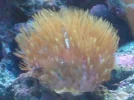 green star polyps (8).webp