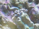 unk zoas.webp