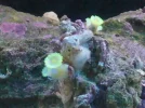 yellow zoas.webp