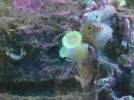 yellow zoas (2).webp