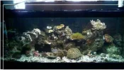 my tank 1-23-09.webp