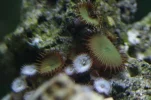 polyp2.webp