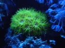 blacks84_suncoral0608.webp