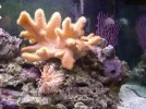 Purple Sea Fan.webp