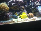 fishtank 048.webp