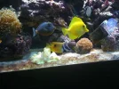 fishtank 049.webp