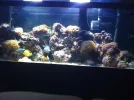 fishtank 072.webp