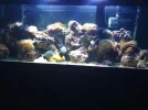 fishtank 079.webp