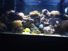 fishtank 091.webp