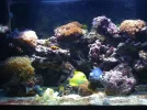 fishtank 093.webp