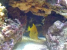 fishtank 100.webp