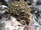 New button Polyp 1.webp