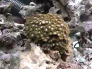 New button Polyp 2.webp