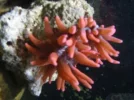 tank pics 048.webp