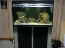 New Tank Set Up.webp