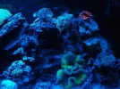 tank pics 037.webp