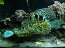 tank pics 003.webp