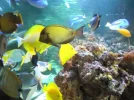 store reef 021.webp