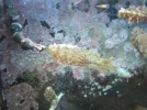 store reef 032.webp