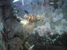 store reef 035.webp