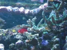 store reef 057.webp