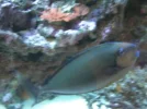 store reef 061.webp