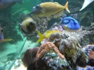 store reef 072.webp