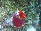 store reef 079.webp